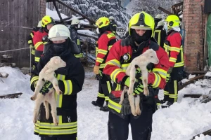 Snežno nevreme u Nemačkoj porušilo štalu - uginulo 50 ovaca
