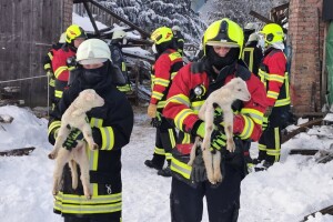 Snježno nevrijeme u Njemačkoj urušilo štalu - uginulo 50 ovaca