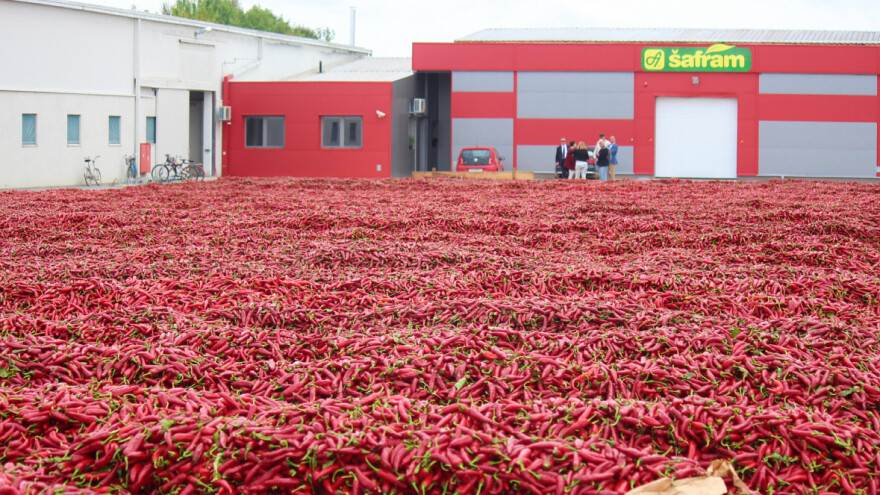 Uzgoj začinske paprike: U Šaframu su zainteresirani za svakog novog kooperanta
