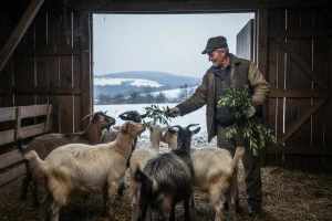 150 koza nevrijeme prikovalo uz staju bez hrane, onda je u pomoć skočio Radoslav Bobanović