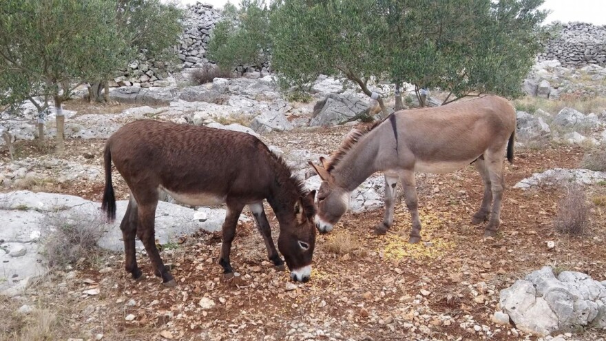 OPG Neven Brzić - preko maslinovog ulja do kozmetike od magarećeg mlijeka