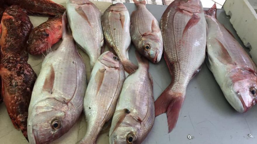 8,2 milijuna kuna Teši Tunolovu za preradu ribe