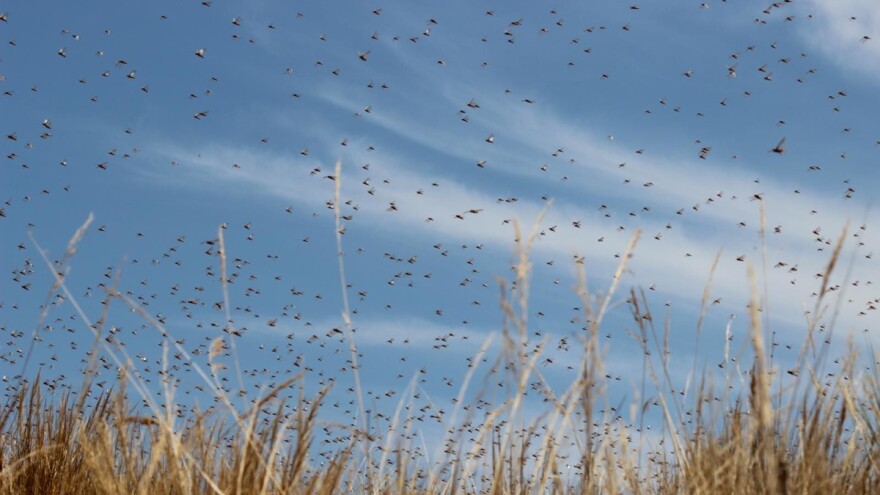 Neviđena najezda skakavaca u Italiji - opustošili 15.000 hektara pašnjaka i polja