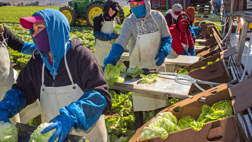 U Veliku Britaniju stigli sezonci iz istočne Europe, a Italija u velikim problemima