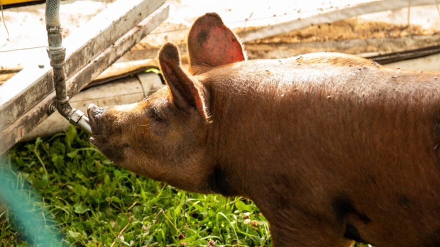 Izumili mobilni svinjac - programiran je i sam se kreće po pašnjaku