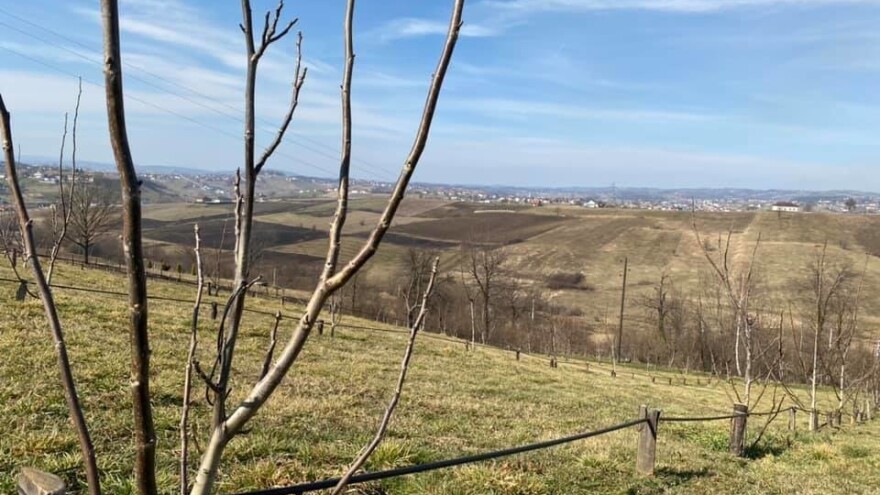 Jesenji tretman na orahu i leski - čime zaštititi?