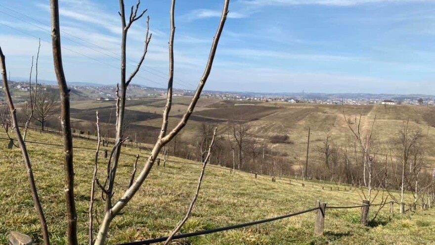 Jesenji tretman na orahu i lješnjaku - čime zaštititi?