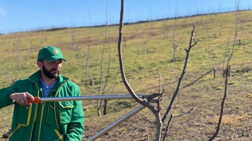 Kako orezati lateralne sorte oraha?