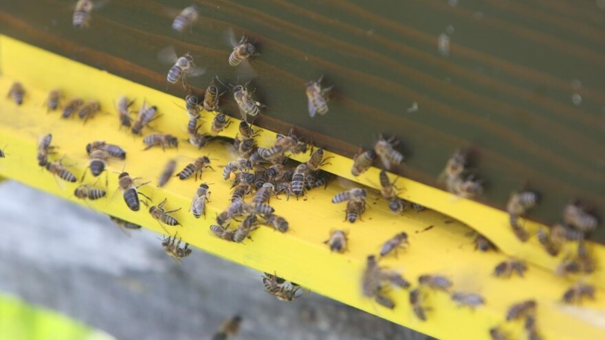 Zakon o uzgoju domaćih životinja prošao prvo čitanje, osigurat će i zaštitu pčela