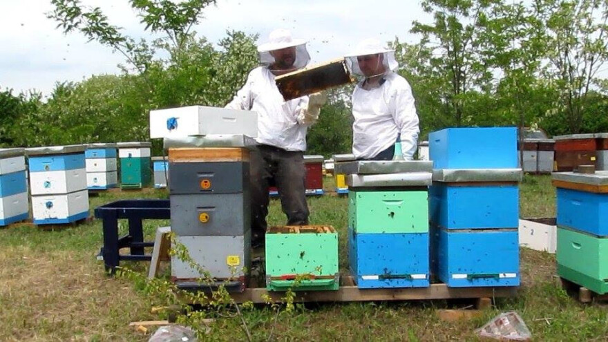 U pčelinjaku našao svoj mir