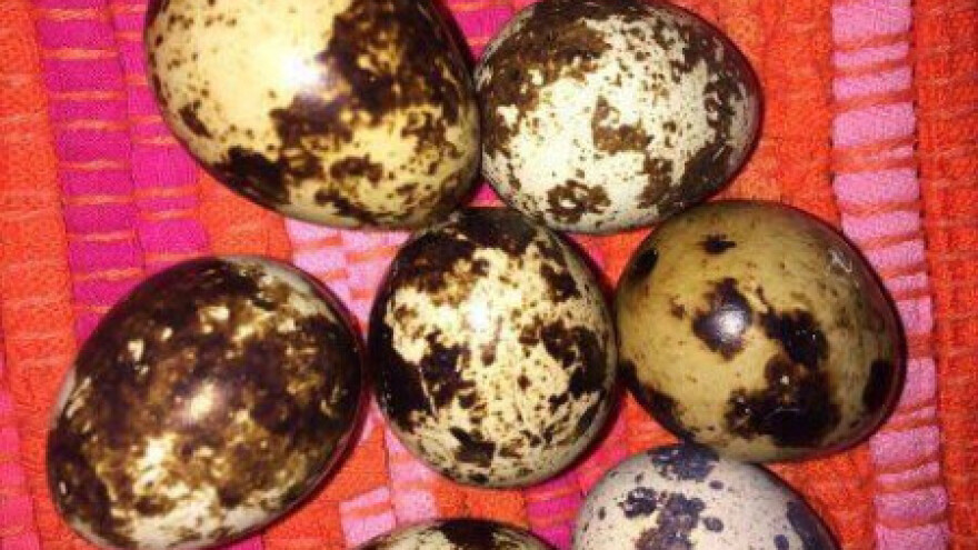 Prepeličja jaja kao dodatni prihod