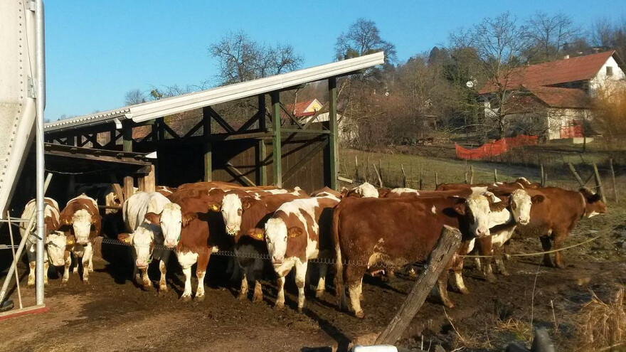 Zbog 150 krava Vlado Jurkas seli farmu, mljekaru pa i obiteljsku kuću