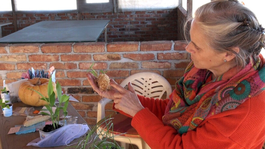 Trudi Boršoš ima oko 3.000 vrsta rajčica: Stare sorte mogu se očuvati jedino razmjenom