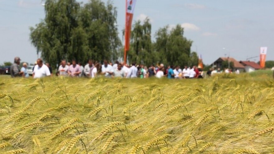 KWS sorte ječma pokazale izvrsne rezultate!