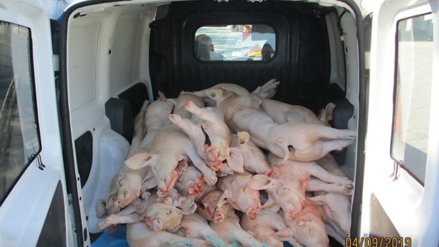 Čak 10 sati vozio 33 zaklane svinje u kombiju bez hlađenja