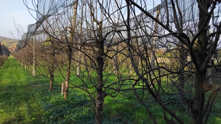 Kada je vrijeme za jesenji tretman u šljivicima?