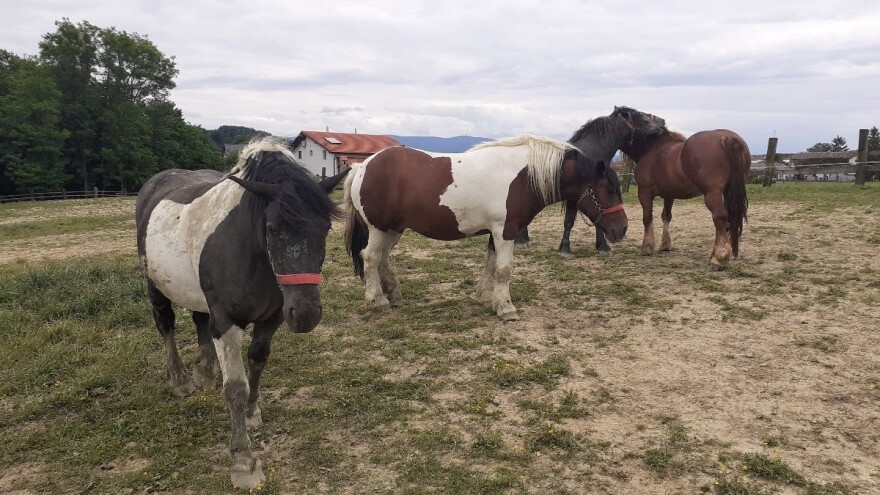 Prvi odabir pastuha hrvatski hladnokrvnjak u Popovači