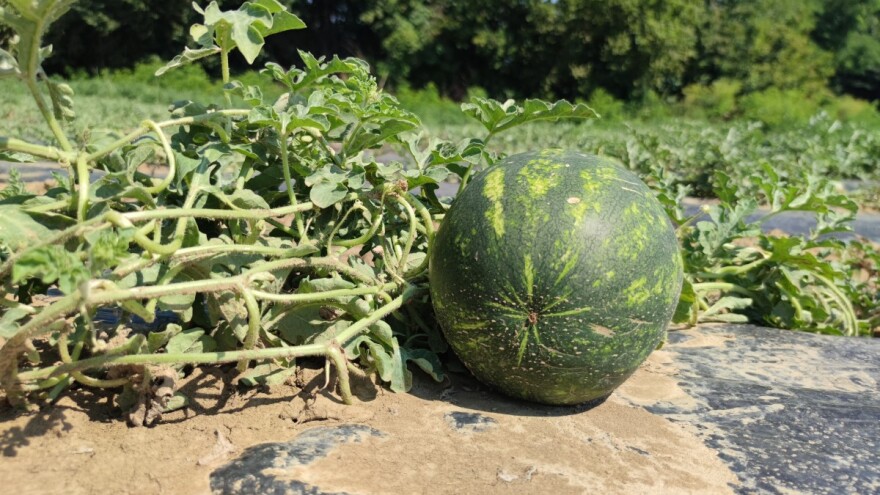 Repromaterijal poskupio povrćarima i voćarima - gdje su oni u Programu pomoći?