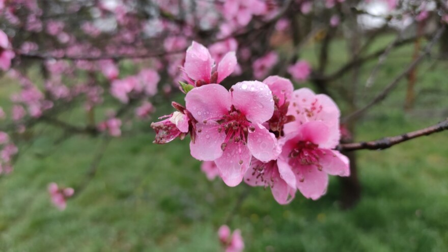 Vinogradarska breskva i važnost očuvanja starih sorti