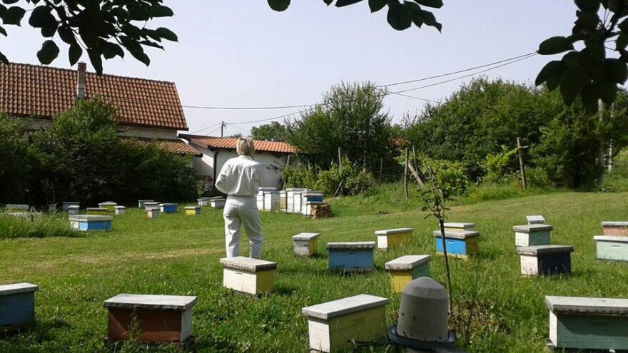 Ekonomistkinja u pčelarstvu koja se ne osvrće na zakone tržišta