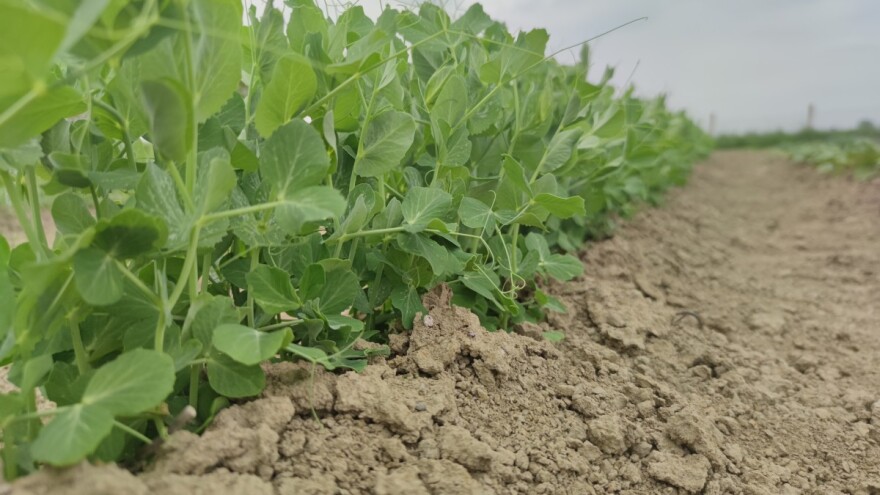 Vrijeme je za prihranu povrća - koja gnojiva koristiti?