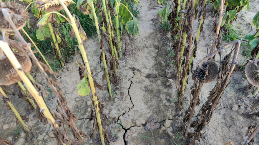 Zbog suše u Međimurju proglašena prirodna nepogoda