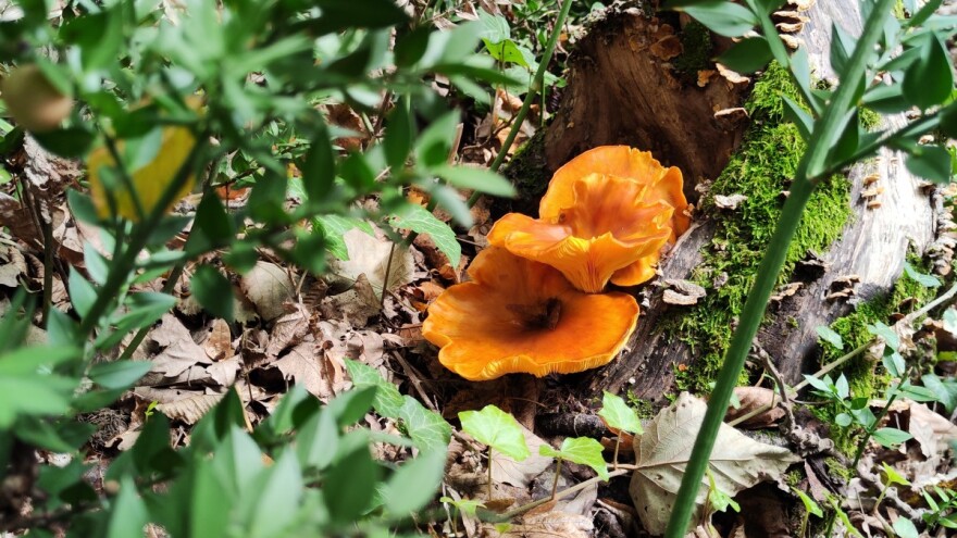 Veliki broj trovanja gljivama - među pacijentima i iskusni berači