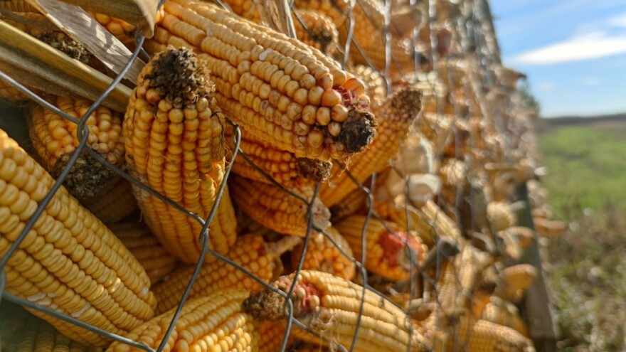 Kontaminacija aflatoksinom u jugoistočnoj Evropi zabrinjavajuća?