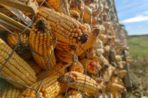 Zabrinjavajuća kontaminacija aflatoksinom u kukuruzu - kriva suša?