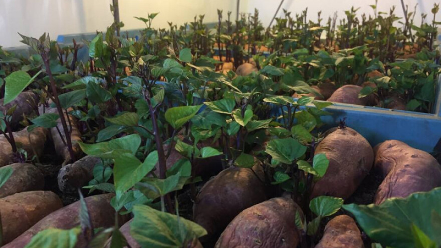 Računica proizvodnje sve traženijeg  batata