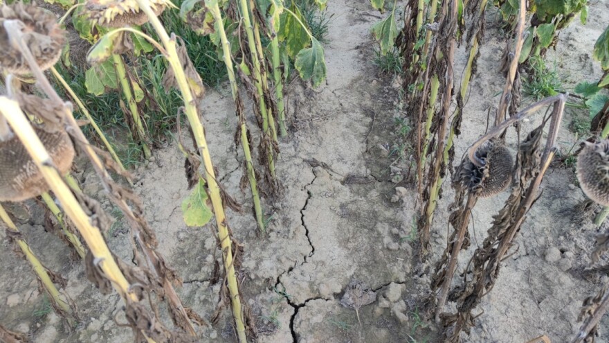 Za štete od suše 100 milijuna kuna - što donosi program potpore?