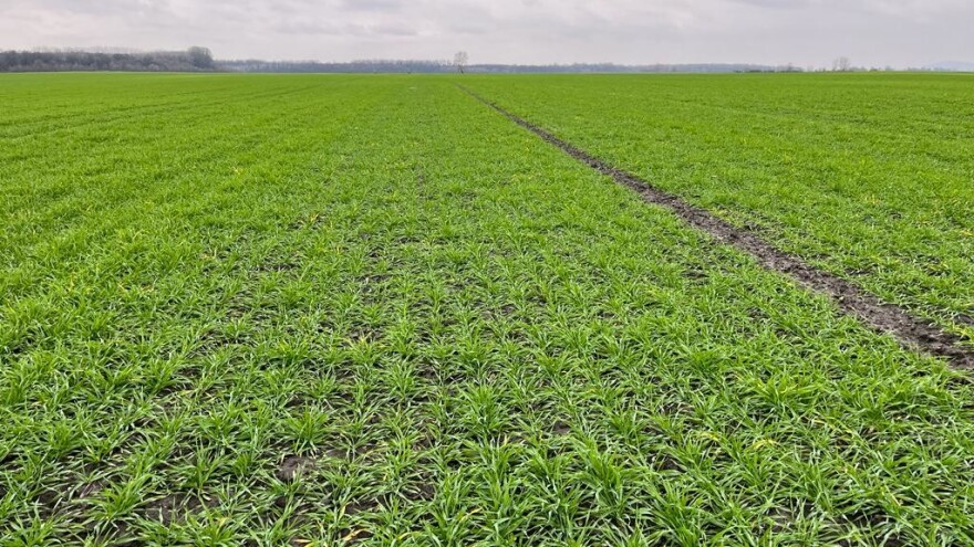 Blaga zima nikako ne pogoduje strnim žitaricama - zaštita je obavezna