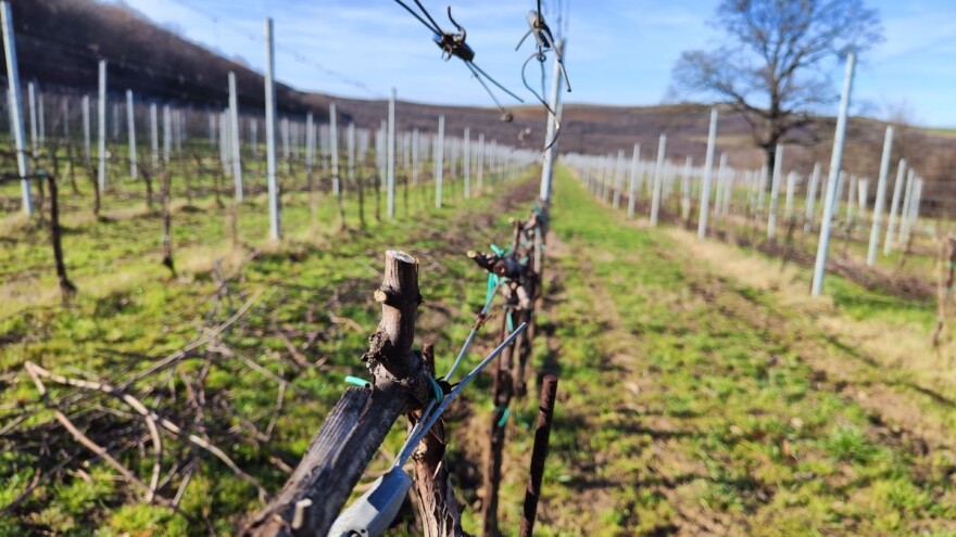 Kojim preparatima tretirati masline i lozu nakon rezidbe?