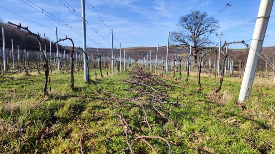 Tijekom rezidbe mogu se uočiti bolesti vinove loze. Kako postupiti?