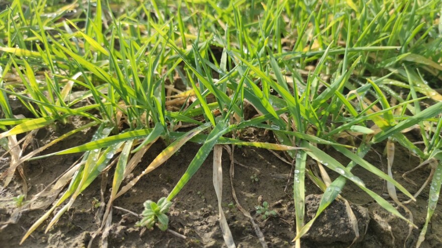 U proleće možemo očekivati pojačanu pojavu bolesti pšenice?