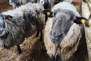 Najbolje pedigrirane ovce: Zašto češke, a ne ruske romanovske?