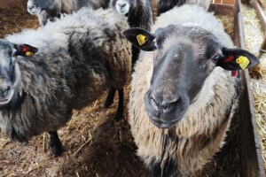 Najbolje pedigrirane ovce: Zašto češke, a ne ruske romanovske?