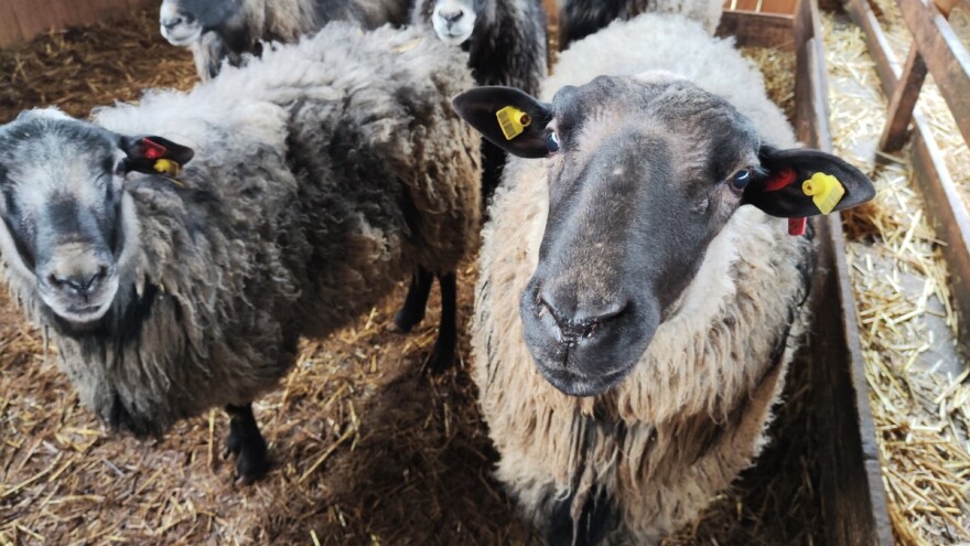Najbolje pedigrirane ovce: Zašto češke, a ne ruske romanovske?