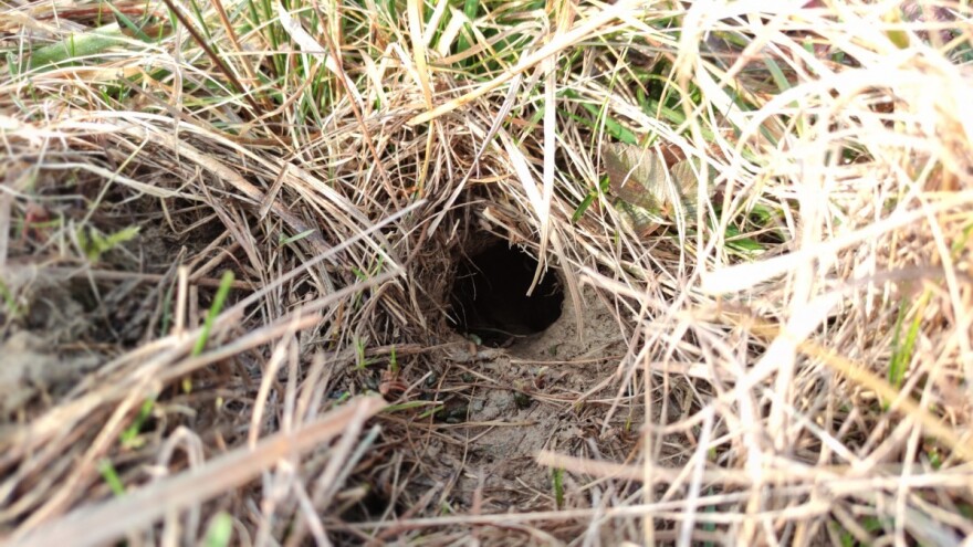 Ko to tamo kopa: krtica, rovka ili voluharica?