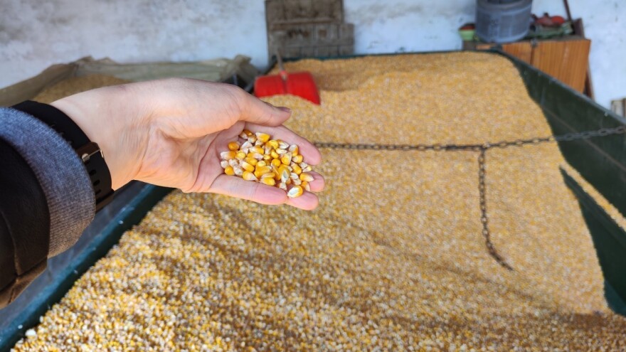 Kraj sedmice obilježili pad cijene kukuruza i rast uljane repice