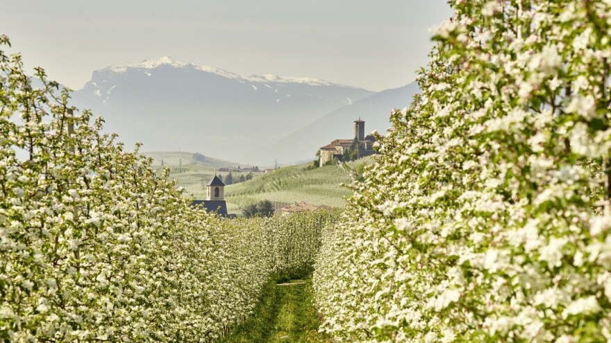 Jabuke cvatu 12 dana ranije - noćni mraz je najveća opasnost