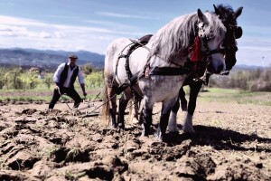 Nakon više od 30 godina, konji opet oru u selu Sivša