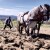 Nakon više od 30 godina, konji opet oru u selu Sivša