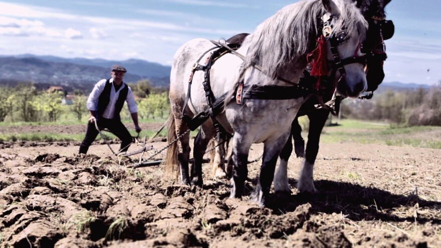 Nakon više od 30 godina, konji opet oru u selu Sivša