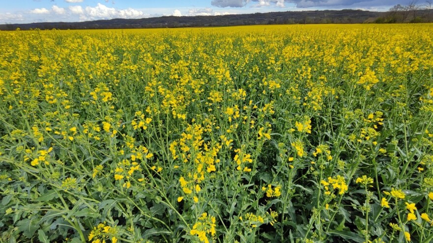 Prva ponuda uljane repice novog roda, ali bez reakcije kupaca