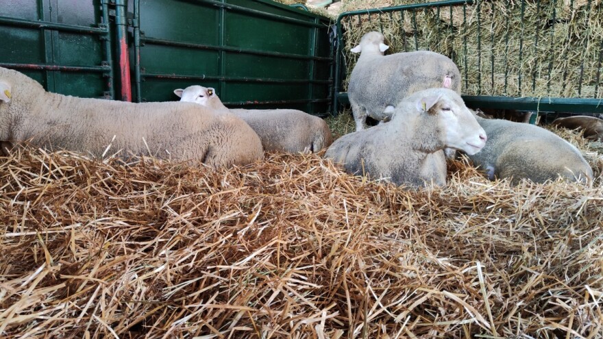 Jagnjad do 550 din/kg, cena prasića i dalje u padu. Koliko koštaju?