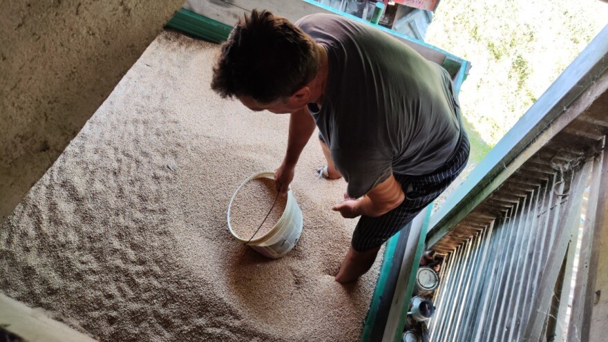 Skupa sjemenska pšenica tjera ratare da siju "tavanušu"