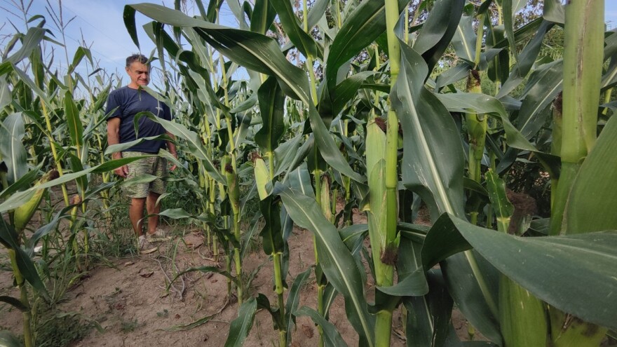 Zašto treba sejati rane hibride kukuruza?