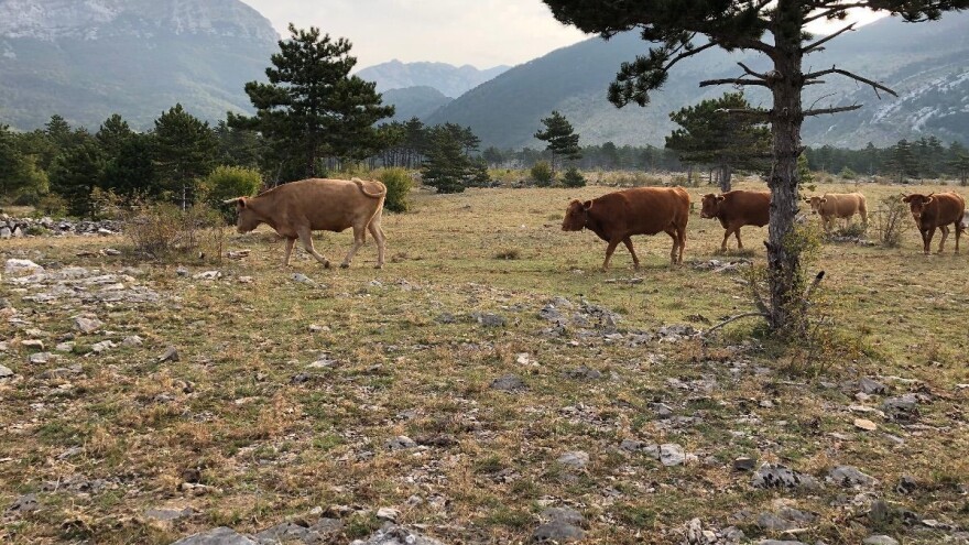 Prijepori stočara i Hrvatskih šuma: Čiji su krški pašnjaci?