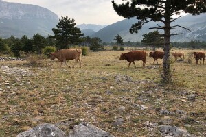 Do kraja godine isplata predujma, u fazi obrade su i potpore sustavu krava-tele